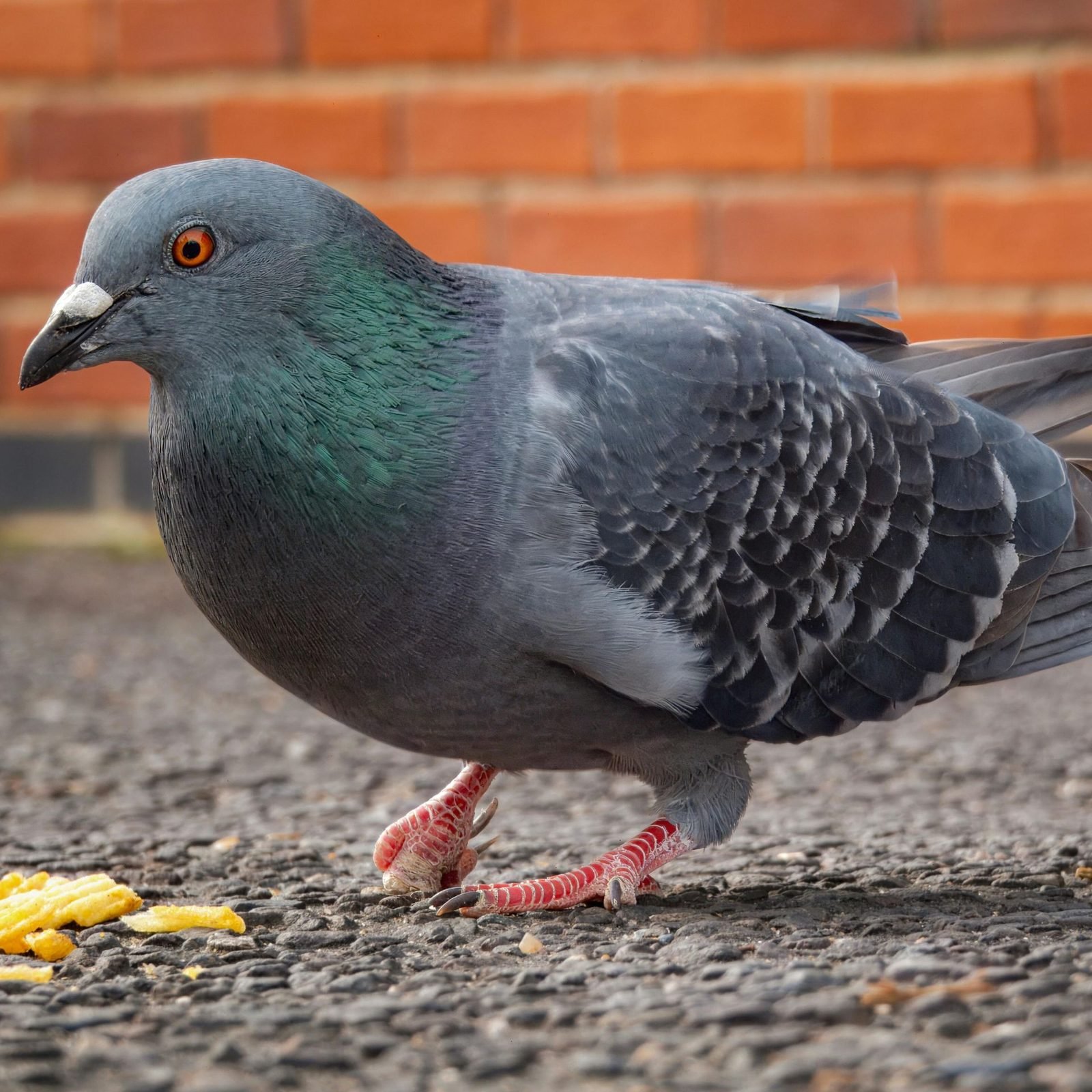 野鴿（Rock Pigeon）