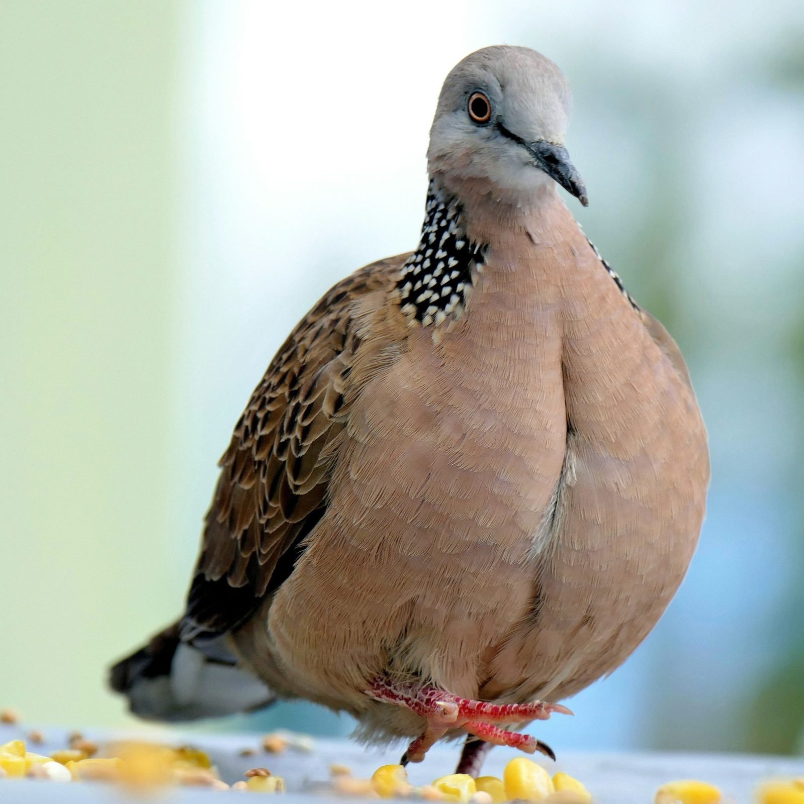 斑鳩（Spotted Dove）