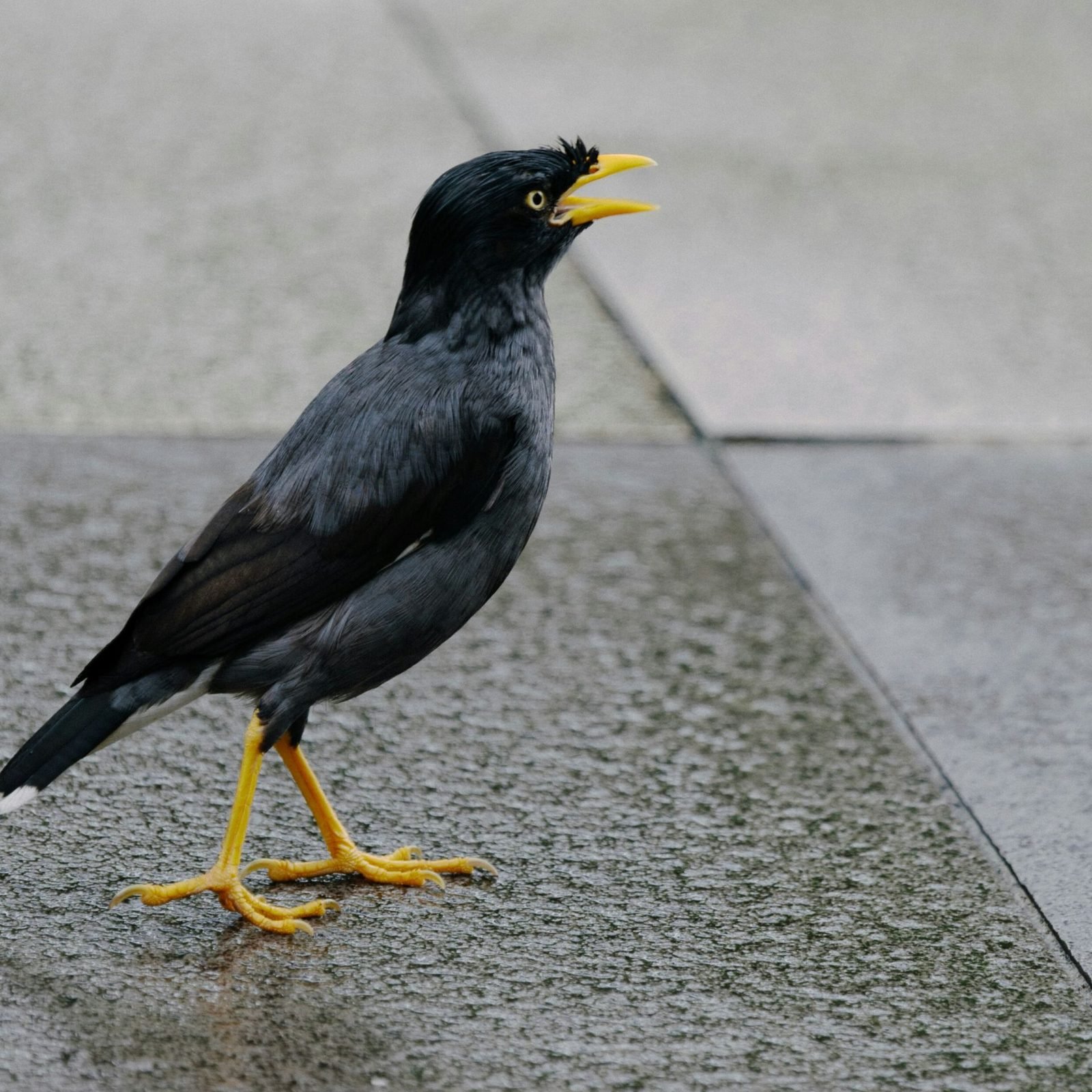 八哥（Javan Myna）
