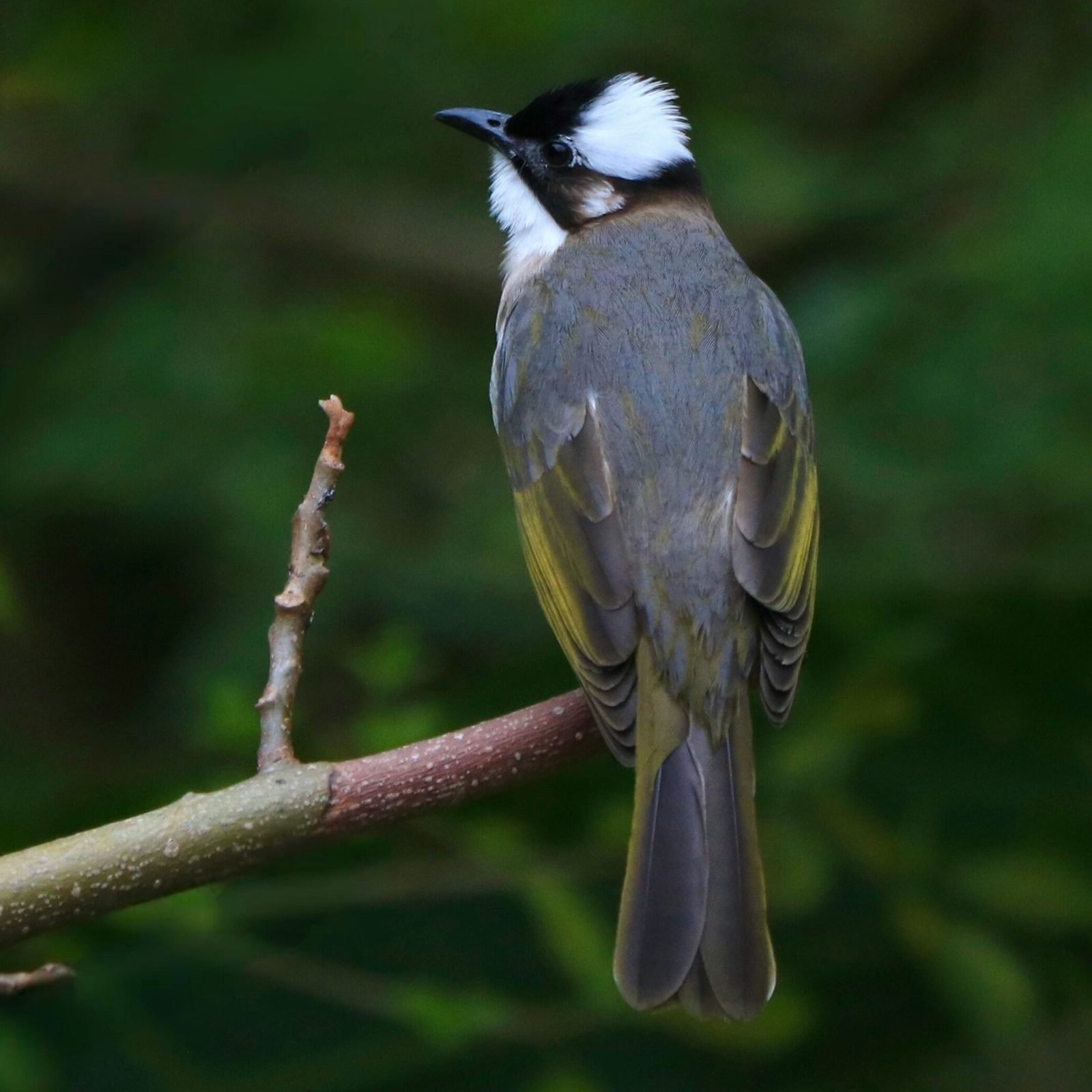 白頭翁（Light-vented Bulbul）