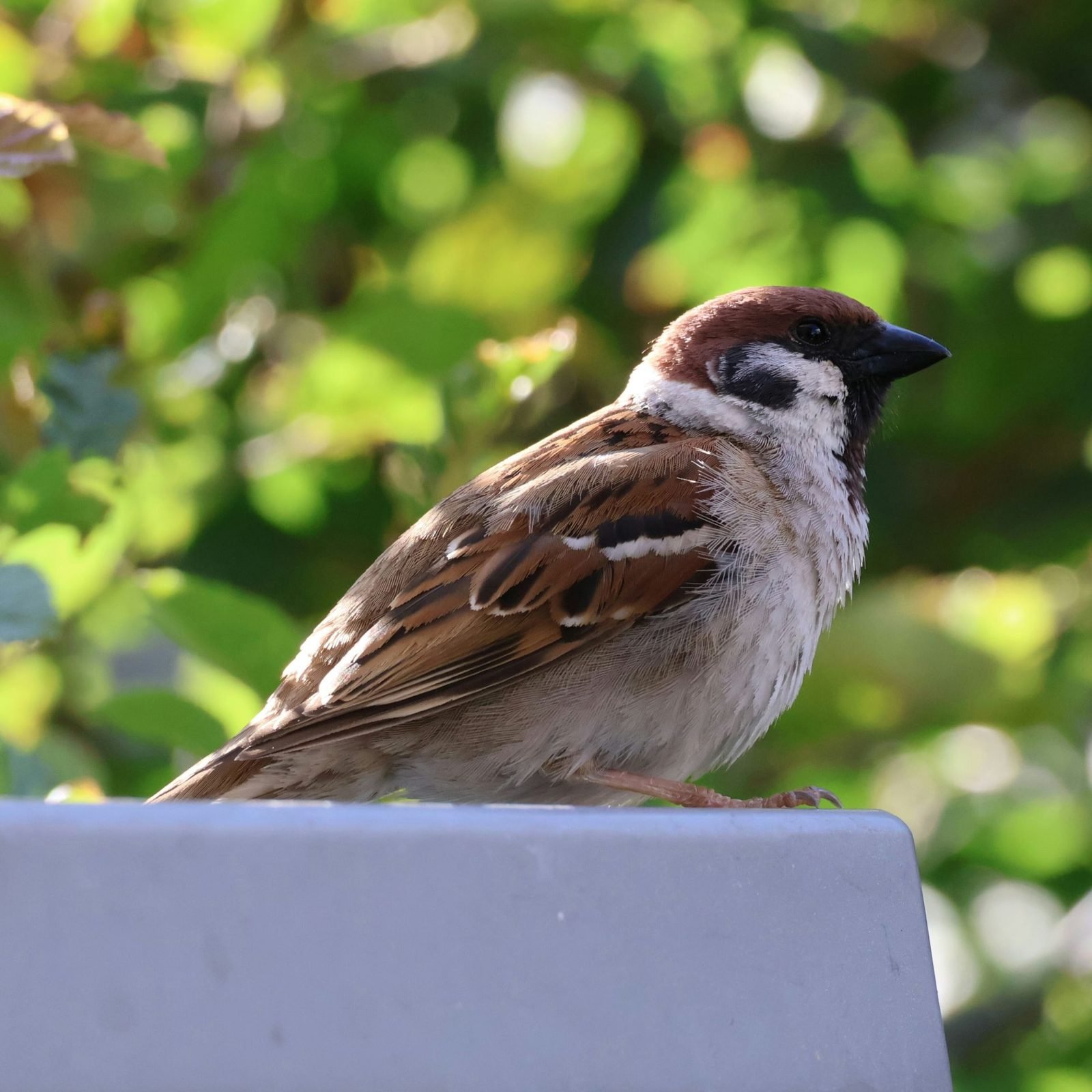 麻雀（Eurasian Tree Sparrow）