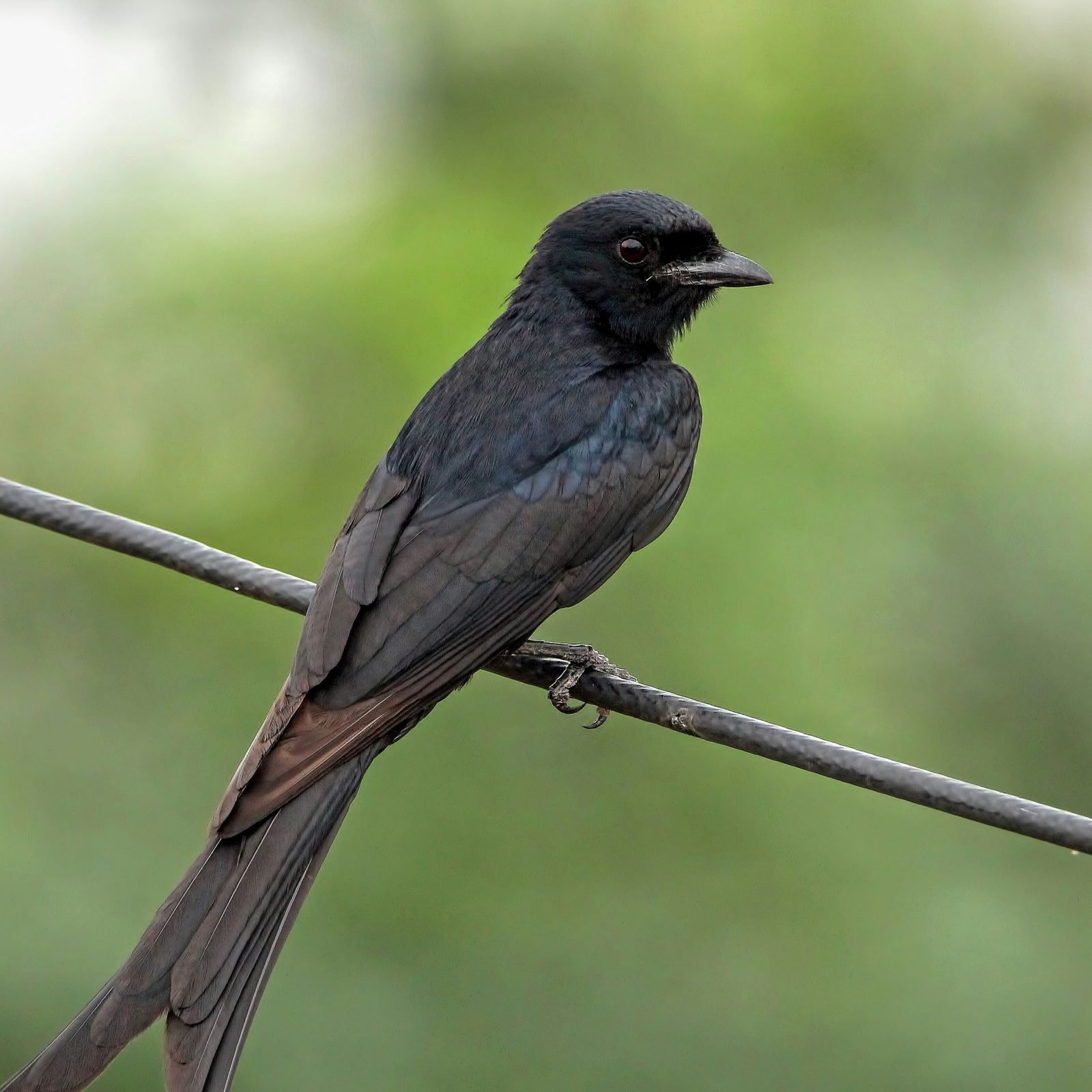 大卷尾（Black Drongo）