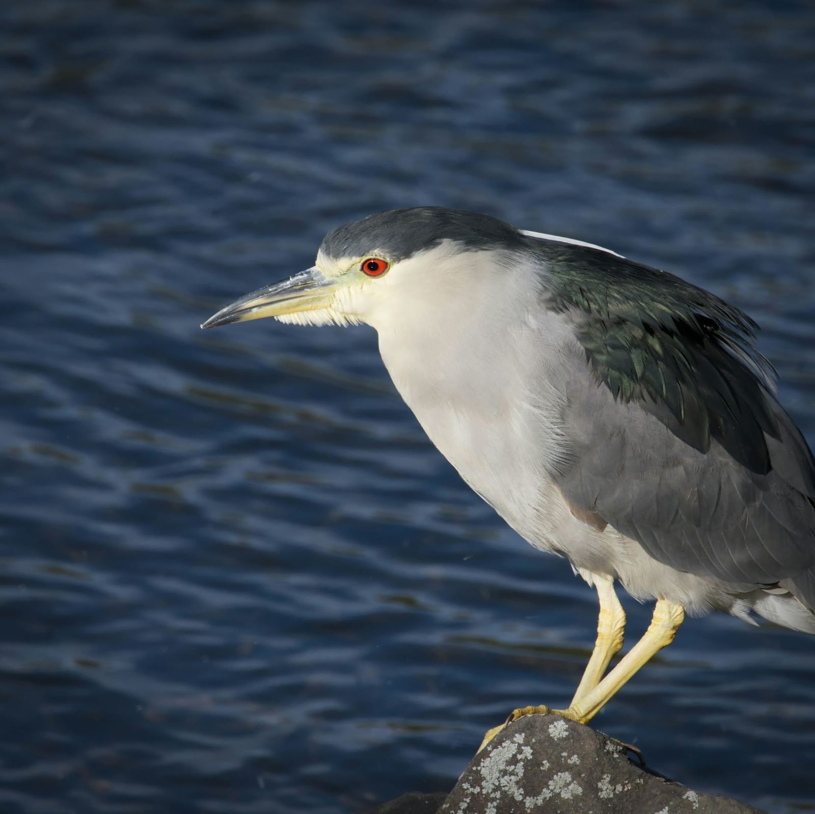 夜鷺（Black-crowned Night Heron）